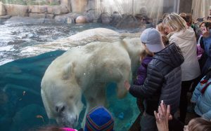 Guests watch Siku the polar bear swimming in his exhibit