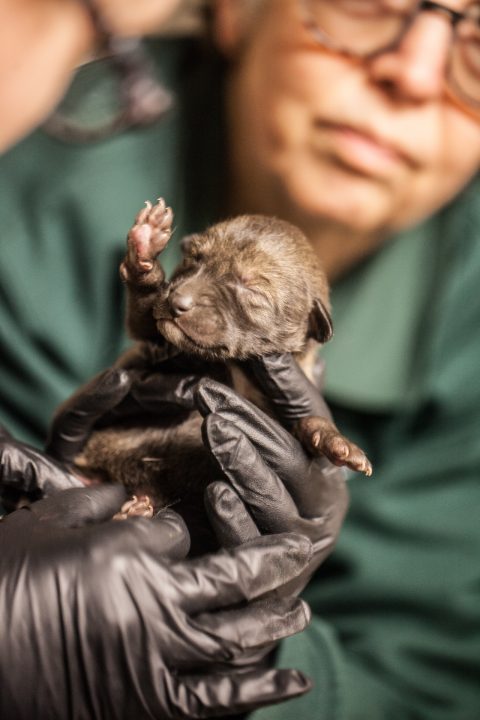 Animal Care staffing holding newborn red wolf pup