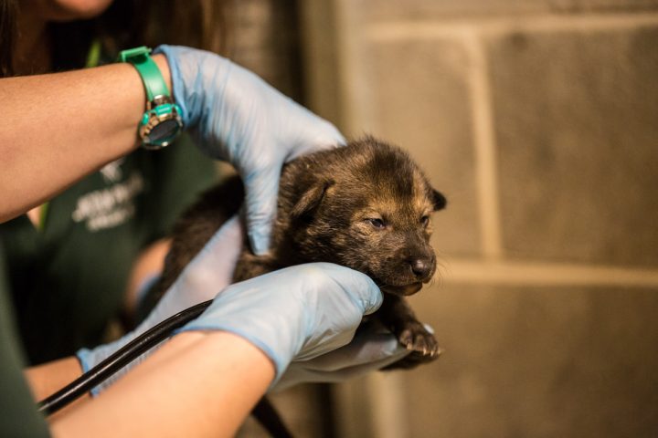 Animal Care staff tend to a newborn red wolf pup