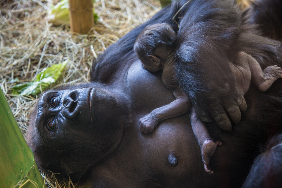 Lincoln Park Zoo Gorilla Infants Receive Names; Honor Conservation Efforts  - Lincoln Park Zoo