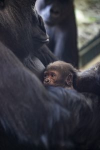 Western lowland gorilla holding newborn gorilla baby in exhibit