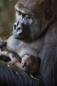 Western lowland gorilla holding newborn gorilla baby in exhibit