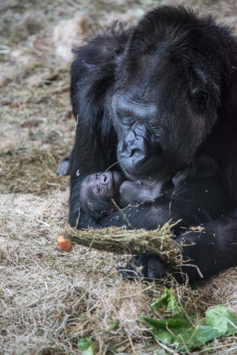Western lowland gorilla holding newborn gorilla baby in exhibit