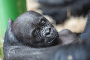 Western lowland gorilla baby in exhibit