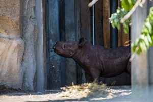 Eastern black rhino calf in exhibit