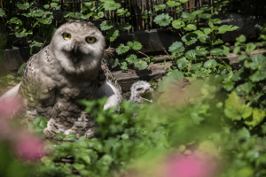 Snowy owl and chick in exhibit