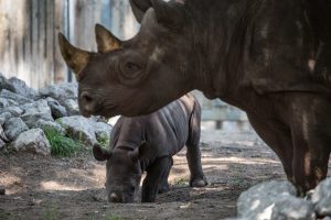 Eastern black rhino and her calf in exhibit