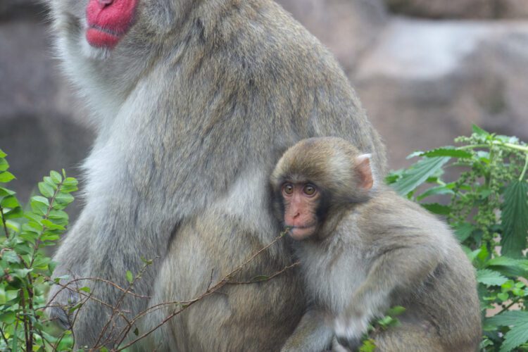 Regenstein Macaque Forest | Lincoln Park Zoo