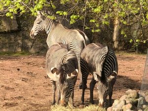Three Grevy's zebras in exhibit