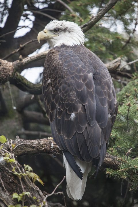Bald eagle in exhibit