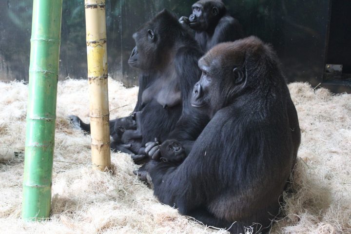 Western lowland gorillas Bana and Rollie hold their infants in exhibit