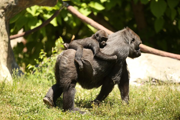 A western lowland gorilla carrying its infant on its back in exhibit