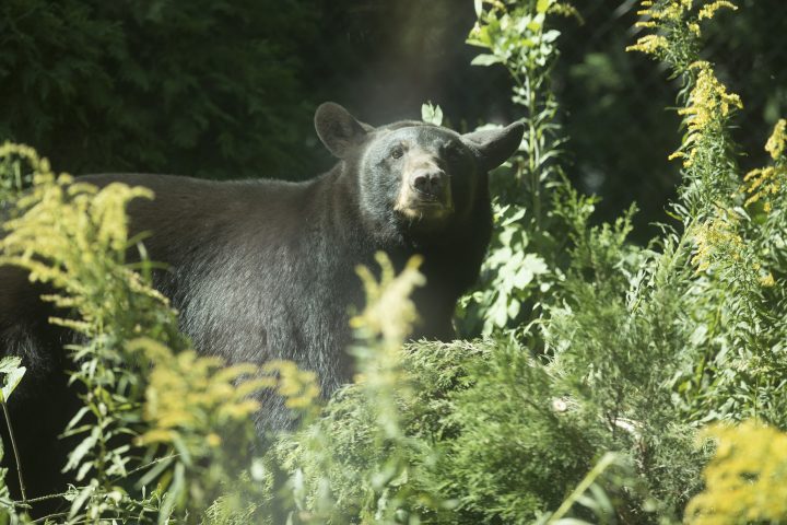 American black bear in exhibit