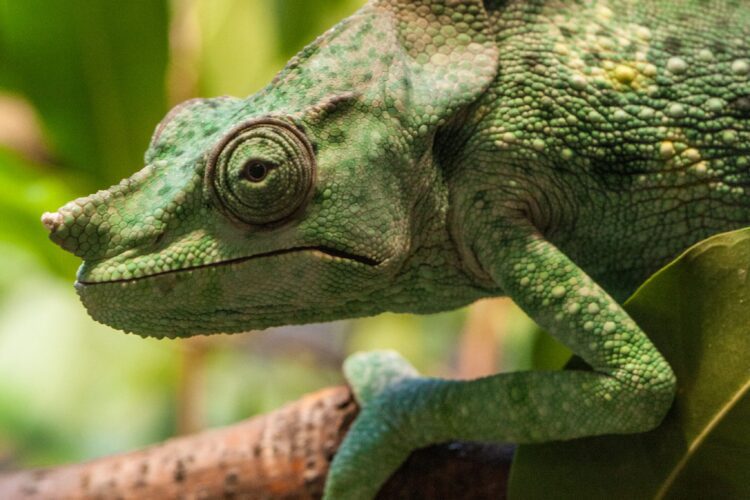 Regenstein Small MammalReptile House Lincoln Park Zoo