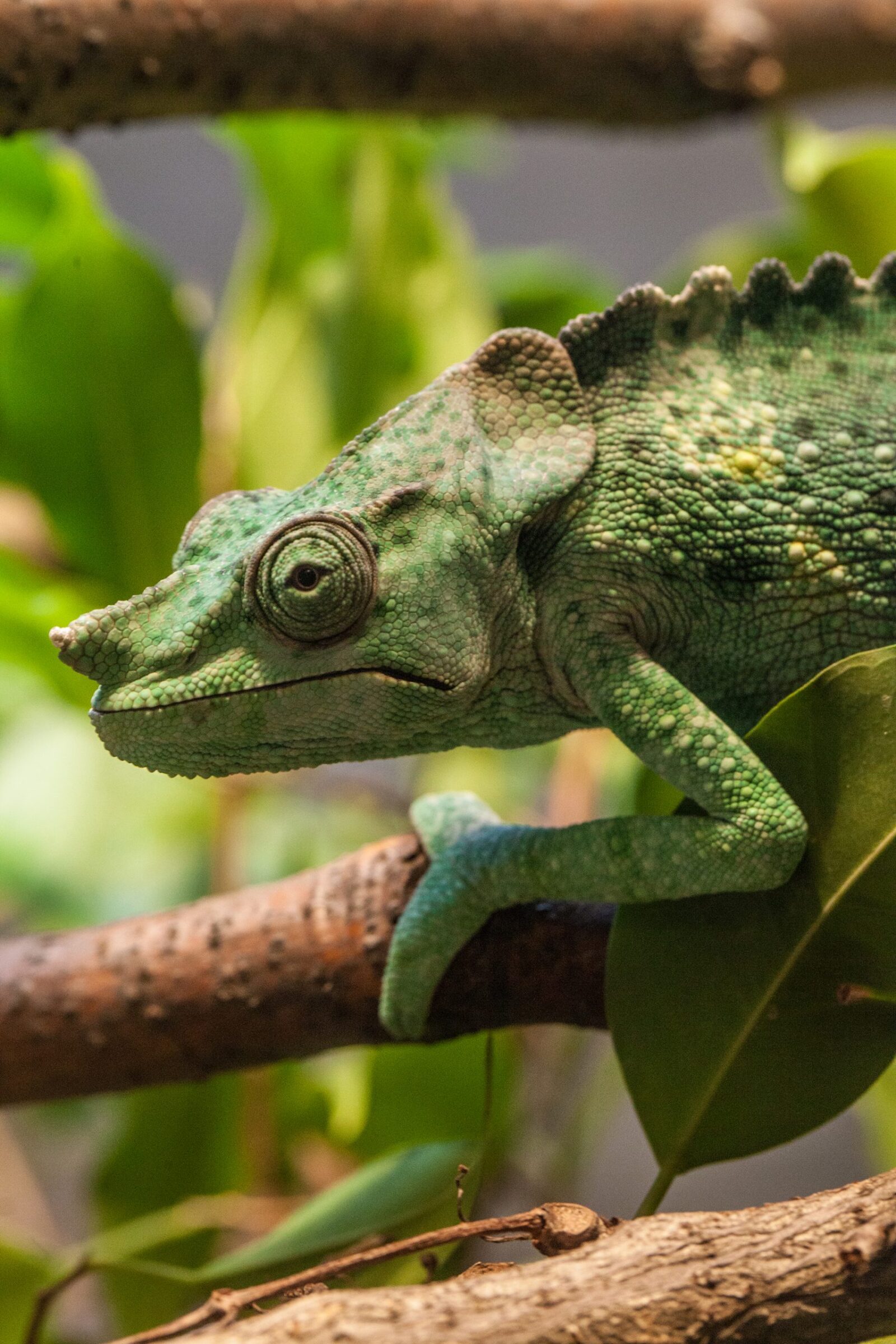 Regenstein Small MammalReptile House Lincoln Park Zoo