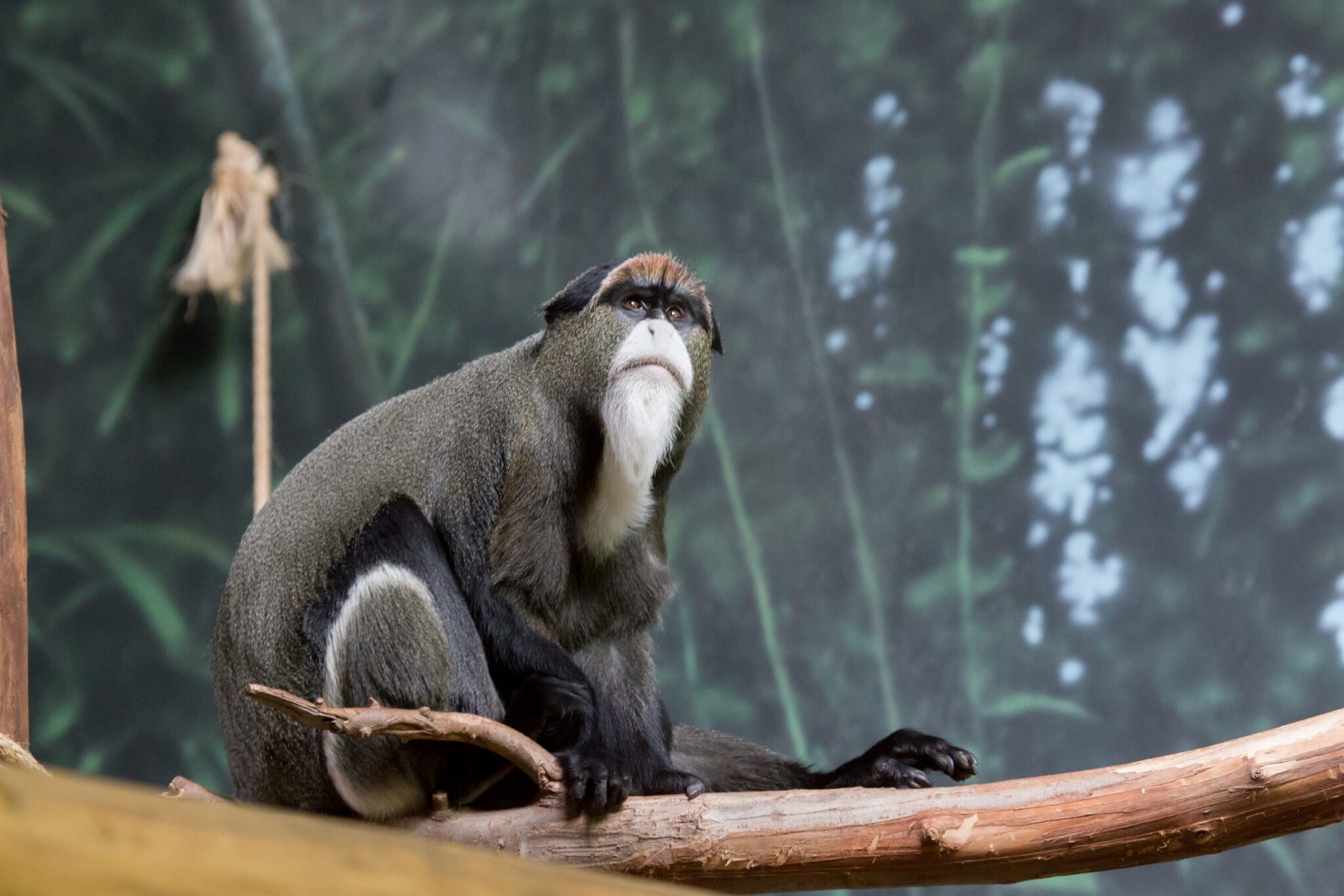 Helen Brach Primate House Lincoln Park Zoo