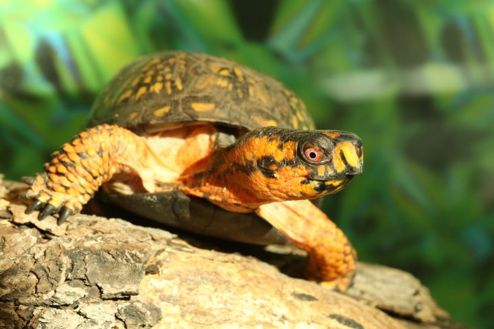Blanding's turtle in exhibit