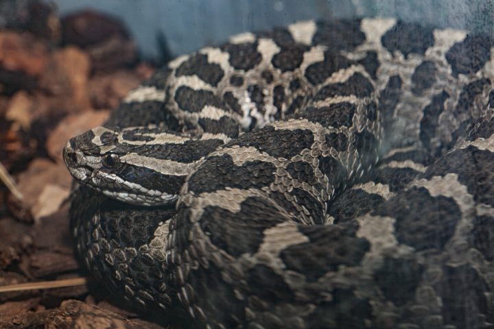 Eastern massasauga rattlesnake in exhibit