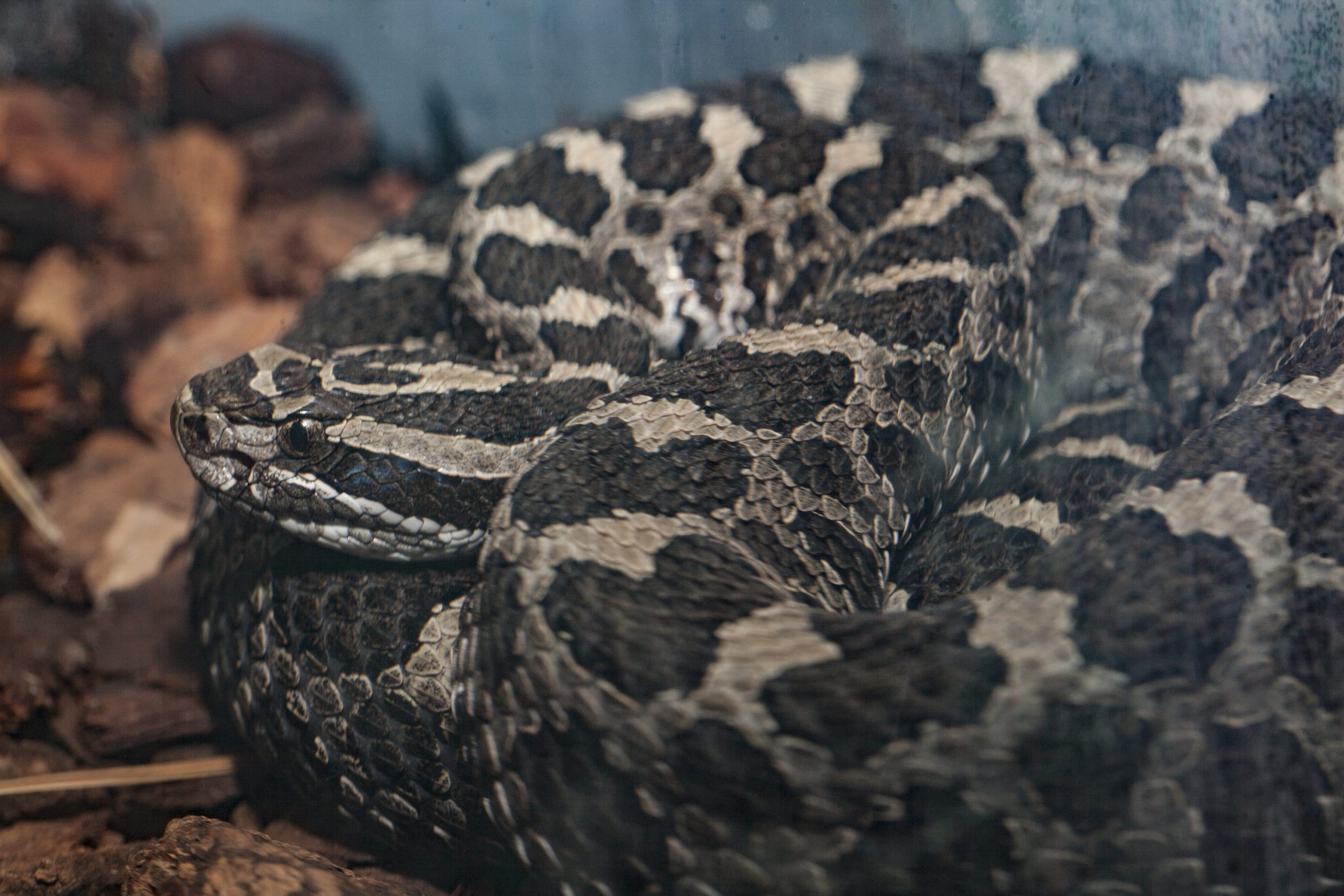 Regenstein Small MammalReptile House Lincoln Park Zoo