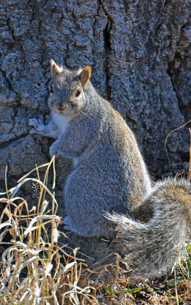 What Do Squirrels Do in Winter? - Lincoln Park Zoo
