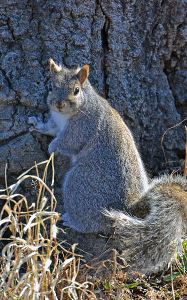 What Do Squirrels Do in Winter? - Lincoln Park Zoo What Do Squirrels Do in Winter? - Lincoln Park Zoo