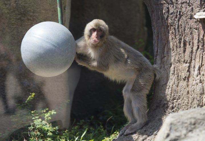 Japanese macaque "playing" with a large enrichment ball