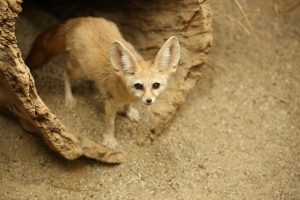 Fennec fox in exhibit