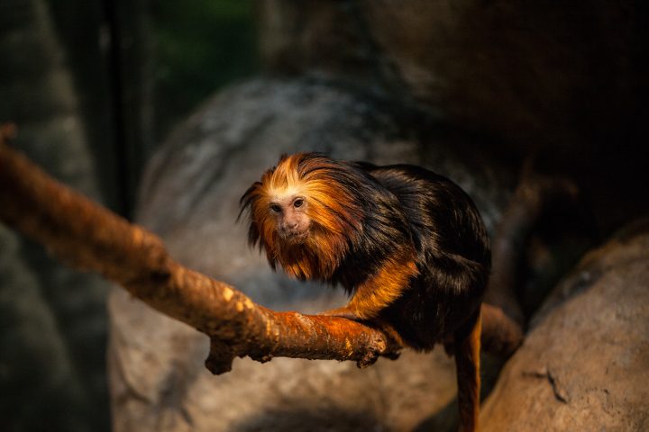 Golden-headed lion tamarin in exhibit