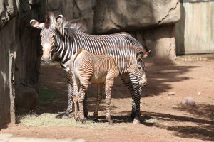 Grevy's zebras in exhibit