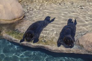 Harbor seals swimming in exhibit