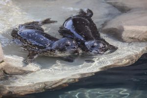 Harbor seals swimming in exhibit