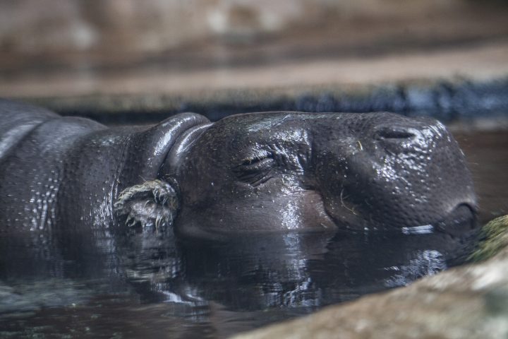 Pygmy hippo in exhibit