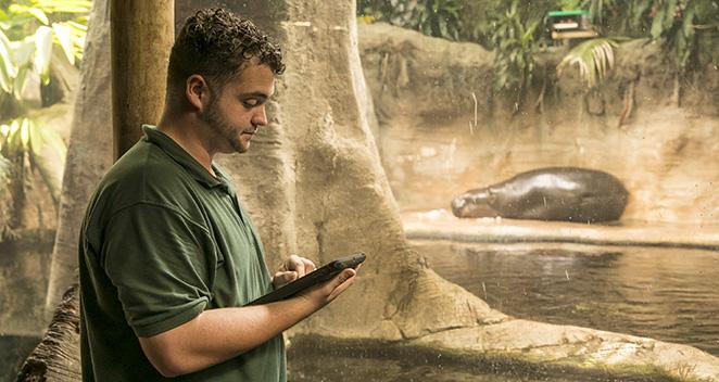 John Wilcox, behavioral husbandry and enrichment intern, uses ZooMonitor to record observations of pygmy hippos.