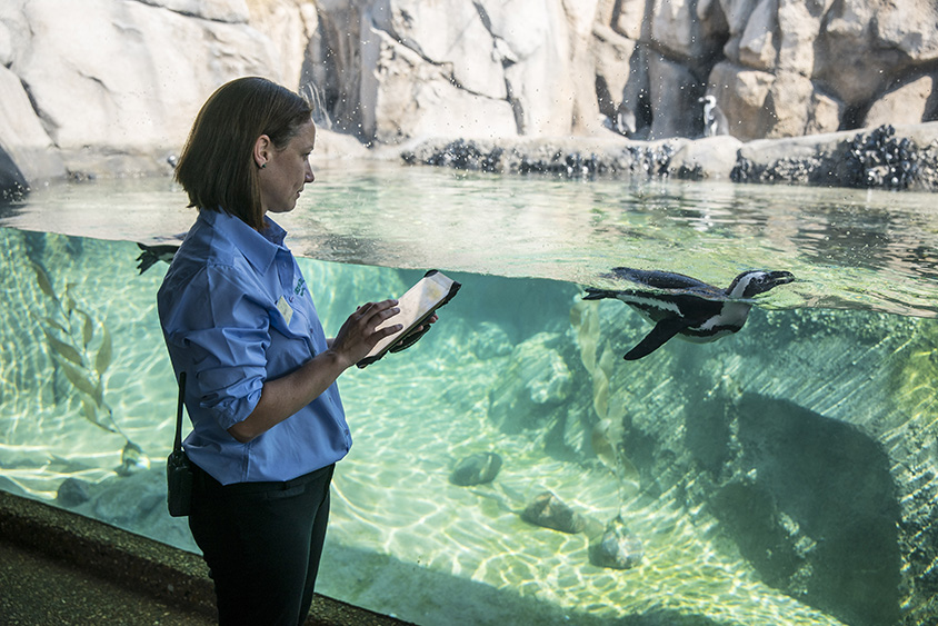 Tapping into Animal Behavior - Lincoln Park Zoo Tapping into Animal Behavior - Lincoln Park Zoo