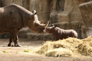 Eastern black rhino and calf in exhibit