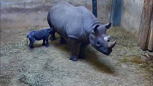 Eastern black rhino calf nursing in exhibit
