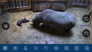 Newly born eastern black rhino calf lying on the ground as mother investigates
