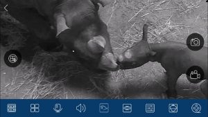 Eastern black rhino calf meeting mom