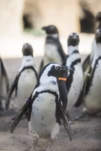 African penguins in exhibit