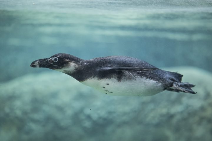 African penguin swimming underwater in exhibit