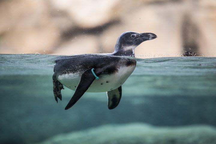 African penguin swimming in exhibit