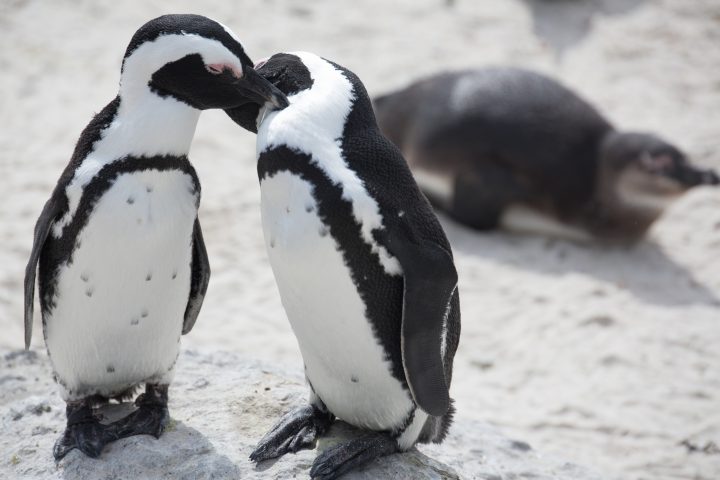 African penguins nuzzling each other in exhibit