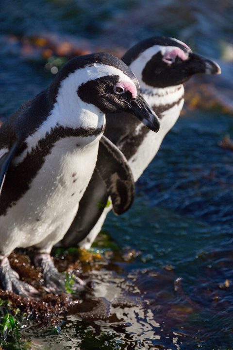 Two African penguins standing at the water's edge in exhibit
