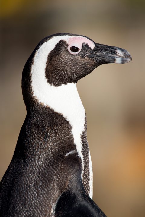 African penguin in exhibit