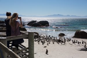 An African penguin colony gathered along the south African coast