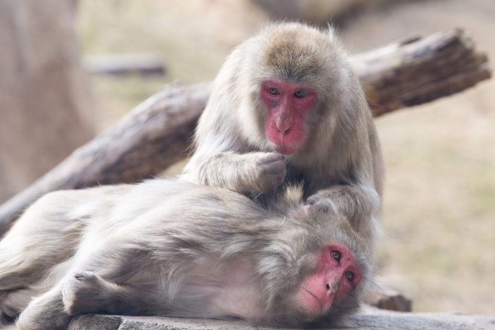 Two Japanese macaques in exhibit