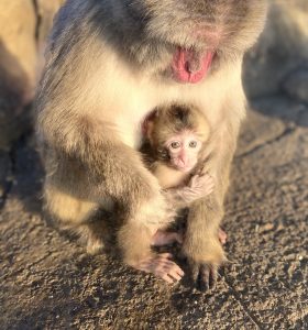 Japanese macaque holding infant in exhibit