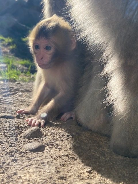 Japanese macaque holding infant in exhibit