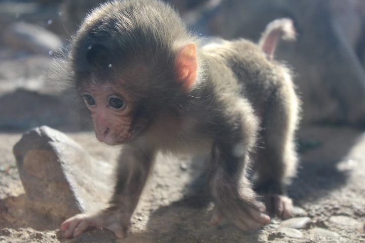 Japanese macaque infant in exhibit