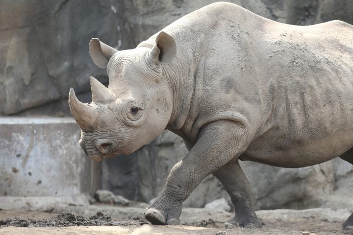 Eastern black rhino in exhibit
